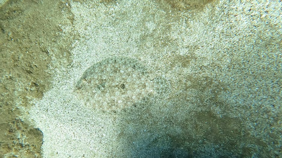 A close-up underwater photograph showing a small, round sea urchin nestled among light-colored sandy seabed sediments. The sea urchin has a spiny, textured surface with tiny white spines arranged in a