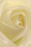 This image immerses you in the gentle embrace of a cream-white rose, its petals unfolding like quiet ripples across the Thames near Chiswick Eyot. The soft, spiral architecture draws you inward, inviting a tactile memory-the fresh touch of petals barely kissed by morning dew. Gentle shadows sweep through ivory curves, adding a peaceful, evocative depth that lingers like early sunlight filtering down a leafy Turnham Green avenue. There's an atmosphere of serenity and subtle celebration, perfectly suited for anyone seeking to convey uninterrupted compassion, admiration, or beginnings anew. As a Chiswick florist, I see in this rose the region's signature blend of grace and refinement: a tender symbol for moments of sympathy, a hopeful gesture at anniversaries, or simply the promise of comfort in challenging times. The imagined aroma is faintly sweet and pure, part of the floral legacy that Chiswick takes pride in. Each element-the perfect spiral, the matte yet creamy finish, the masterful arrangement-speaks to the tradition and artistry of local floral design. This rose is not just seen, but deeply felt by all who receive it.